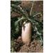 Radish black root 1 kg POWDER Raphanus sativus var nigra - Buy Online on GoSupps.com