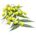 Neem Oil for horses 1Litre Pure cold pressed top quality neem oil with high Azadirachtin properties. Excellent for .Mud Fever Rain Scald Thrush mallanders feather mites wound care healthy hoof dressing hair re-growth dry skin ***BUY 2 GET A FREE NEEM SHAM - Buy Online on GoSupps.com