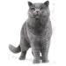 Royal Canin Feline Breed British Shorthair 400 g - Buy Online on GoSupps.com