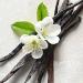 Grade A Madagascar Vanilla Pods - 5 Pods | Premium Extract Beans for Baking & Cooking - Buy Online on GoSupps.com