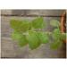 Melissa leaf 250 g POWDER Melissa officinalis - Buy Online on GoSupps.com