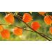 Ashwaganda extract capsules 1000 mg Extra stregnth 10:1 extract ratio gives an equivalent of 10000 mg