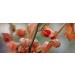 Ashwaganda extract capsules 1000 mg Extra stregnth 10:1 extract ratio gives an equivalent of 10000 mg - Buy Online on GoSupps.com