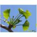 GINKGO-BILOBA CAPSULES 100 capsules with a dosage of 250 mg. - Buy Online on GoSupps.com