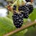Buy Giant Blackberries Seeds - High Vitamin Low-Calorie - 50 Seeds for Global Shipping - Buy Online on GoSupps.com