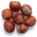 Yupik Hazelnuts In Shell 1 kg Gluten-Free Kosher Vegan Filberts Natural Raw Nuts Whole Nuts Unsalted Unroasted Oil-Free Nutritious Snack Once Shelled Hazelnuts 1 kg (Pack of 1) - Buy Online on GoSupps.com