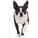 Royal Canin Relax Care Mousse | Pack of 4 | 4 x 12 x 85 g | Whole Food For Adult Dogs | For Dogs from 10 Months of Age Who Live in A Restless Environment - Buy Online on GoSupps.com