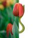 Oli & Carol Teething Ring for Babies - Theo the Tulip Red | Safe & Fun Teething Toy | International Shipping Available - Buy Online on GoSupps.com