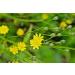 Maggior Celandine (Bai-Qu-CAI) Semi (Chelidonium majus) comunemente NOTO Come o Tetterwort Nipplewort o Swallowwort (25) - Buy Online on GoSupps.com