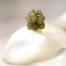 Classic Baerii Caviar 250 gr - Buy Online on GoSupps.com