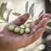 Buy Award-Winning Jordan Bio Olive Oil - 0.5L Organic Greek Olive Oil from Lesbos - Cold Extracted & Handcrafted - Certified Quality - 500ml (1 Pack) - Buy Online on GoSupps.com