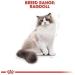 Royal Canin Ragdoll Adult Dry Cat Food 2kg (Pack of 2) - Buy Online on GoSupps.com