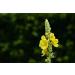Cedar Bear Respir Moisten - Herbal Liquid Supplement for Respiratory Care | Soothes Irritated Tissues & Relieves Coughs - 1 Fl Oz - Buy Online on GoSupps.com