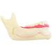 DYTAH Pathological Teeth Model - Right Oral Mandibular Communication for Medical Science - Buy Online on GoSupps.com