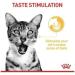 Royal Canin Sensory Taste in Jelly Wet Cat Food 85g (Pack of 48) - Buy Online on GoSupps.com