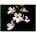 Herboristeria du Valmont Valerian herbal tea sliced root 100 grams - Buy Online on GoSupps.com