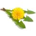 FloradixF Dandelion Leave Organic Herbal 15 Bags - Buy Online on GoSupps.com