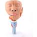 Human Head Human Body Model and Muscle Nasal Pharyngeal Throat Trachea Cricopharyng Muscle Anatomy Model Medical Teaching Accessories - Buy Online on GoSupps.com