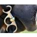 Buy Pelham Postkandare for Minipony & Shetty - International Shipping Available | Sizes 7.5-12.5 - Buy Online on GoSupps.com