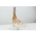 Buy Human 1:1 Natural Size Foot Joint Model - Anatomical Ligaments & Bone Simulation for Medical Study - Free International Shipping - Buy Online on GoSupps.com
