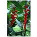 Ginger rhizome 1 kg Powder Zingiber officinale - Buy Online on GoSupps.com