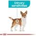 Royal Canin Urinary Care Wet Pouches Adult Dog Food 85g (Pack of 48) - Buy Online on GoSupps.com