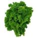 700mg Organic Southern Giant arricciato Senape Semi di Verdure 500ct Zesty - Buy Online on GoSupps.com