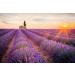 Premium Lavender 50g - 100% Pure Raw Wild Non-GMO Vegan - Promotes Relaxation Stress Relief & Sleep Quality - Ideal for Herbal Tea Bathing - Buy Online on GoSupps.com