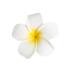 Milist Bridal Hair Clips & Plumeria Flower Accessories | Hawaiian Hair Jewelry for Women & Girls - Buy Online on GoSupps.com