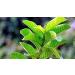 YAAJ Guava Leaf Powder / Amrood Patti / Koiya ilai - 100g - Buy Online on GoSupps.com