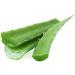 Seelans Fresh Aloe Vera Leaves | 4 Piece | Improve Skin and Prevent Wrinkles | Aloe Vera Juice Source of Antioxidants| Fresh Leaf | Indian Origin Next Day Shipping - Buy Online on GoSupps.com