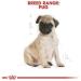 Royal Canin Pug Puppy Complete Dry Dog Food 1.5kg - Buy Online on GoSupps.com