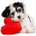 Dog Heart Health Supplement - Omega 3 - Advanced Complex - Health & Wellness - for Dogs - Puppy Omega - 2 Bottle (360 Softgels) - Buy Online on GoSupps.com
