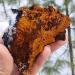 Chaga mushroom powder 400 capsules 500 mg each capsule