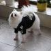 QiCheng&LYS Dog Hoodie - Winter Coat for Small Dogs | Chihuahua Jacket (A-Black/Red XS) - Buy Online on GoSupps.com