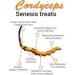JAY Cordyceps Sinensis Powder (Caterpillar Fungus) Ophiocordyceps Sinensis Mushroom 100 g - Buy Online on GoSupps.com