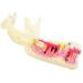 DYTAH Pathological Teeth Model - Right Decomposition Mandible for Oral Communication Sciences | International Shipping Available - Buy Online on GoSupps.com