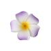 12 Pack Bohemia Style Foam Frangipani Flower Hair Clips - Perfect for Weddings Beach Vacations & Parties - Violet - Buy Online on GoSupps.com