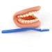 Dental Care Model for Kids | Tooth Brushing Practice & Teaching Aid - International Shipping - Buy Online on GoSupps.com