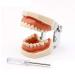 Samnuerly dental removable adult teeth model dentist standard removable tooth teaching materials oral model gum practice model