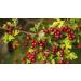Hawthorn Berries 250g by Virgolden - Buy Online on GoSupps.com