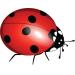 Urinal Fly Toilet Stickers 12 Pack - Bee, Fire, Ladybug Target - 80% Cleaner Bathrooms in Minutes! - Buy Online on GoSupps.com