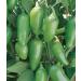 Fresh Whole Jalapenos (3 lb) - Spicy and Vibrant Peppers for Cooking and Snacking - Buy Online on GoSupps.com