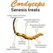 SEP Mystique Hills Organic Cordyceps sinensis Powder (Caterpillar Fungus) Ophiocordyceps sinensis Mushroom 50 g - Buy Online on GoSupps.com