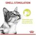 Royal Canin Sensory Smell in Jelly Wet Cat Food 85g (Pack of 24) - Buy Online on GoSupps.com