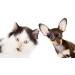 HJJH Pet Pregnancy Test Kit | Quick & Reliable Early Detection for Dogs & Cats | Accurate Pregnancy Diagnosis - Buy Online on GoSupps.com