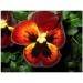 Wild Pansy Plant 250g POWDER Viola tricolor - Buy Online on GoSupps.com