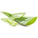 Organic Aloe Vera Powder - Premium Quality for Face, Hair, Smoothies & Baking - 100g - Buy Online on GoSupps.com