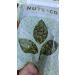 Nuts & Co Pumpkin Seed (Raw/Baked) 500g (MY) - Buy Online on GoSupps.com