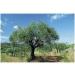 Olive leaf 1 kg POWDER Oea europaea - Buy Online on GoSupps.com